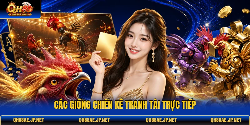 Các giống chiến kê tranh tài trực tiếp
