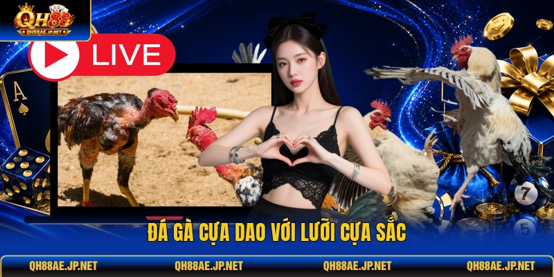 Đá gà cựa dao với lưỡi cựa sắc Đá gà cựa dao với lưỡi cựa sắc