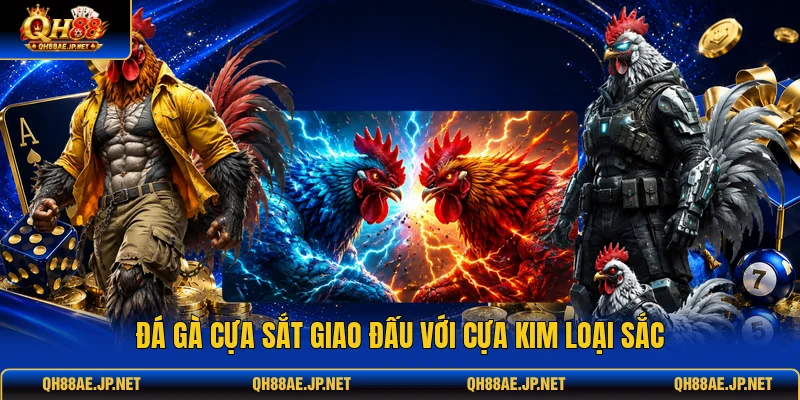Đá gà cựa sắt giao đấu với cựa kim loại sắc