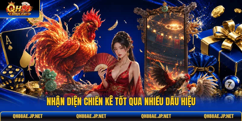 Nhận diện chiến kê tốt qua nhiều dấu hiệu