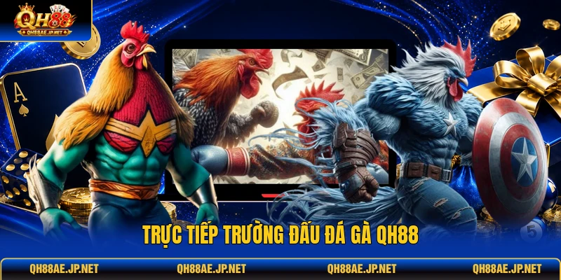Trực tiếp trường đấu đá gà QH88 Trực tiếp trường đấu đá gà QH88